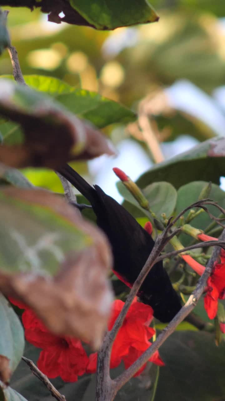 垂直视频猩胸太阳鸟栖息在树上检查花朵和飞走视频下载