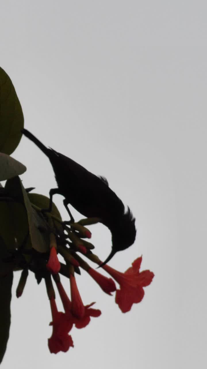 红胸太阳鸟栖息在树上检查花朵的垂直视频视频下载