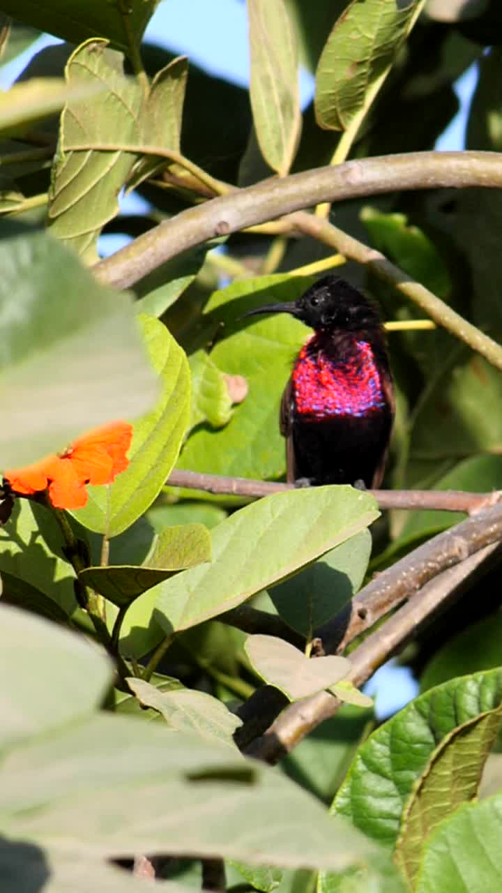垂直视频中，红胸太阳鸟栖息在树中间清洁自己，慢动作视频下载
