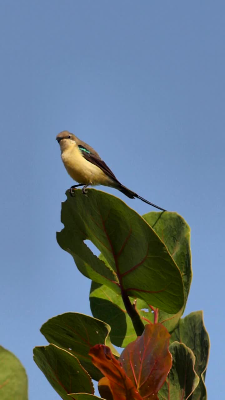 垂直视频，雌性太阳鸟栖息在树叶顶部，环顾四周，飞走了视频下载