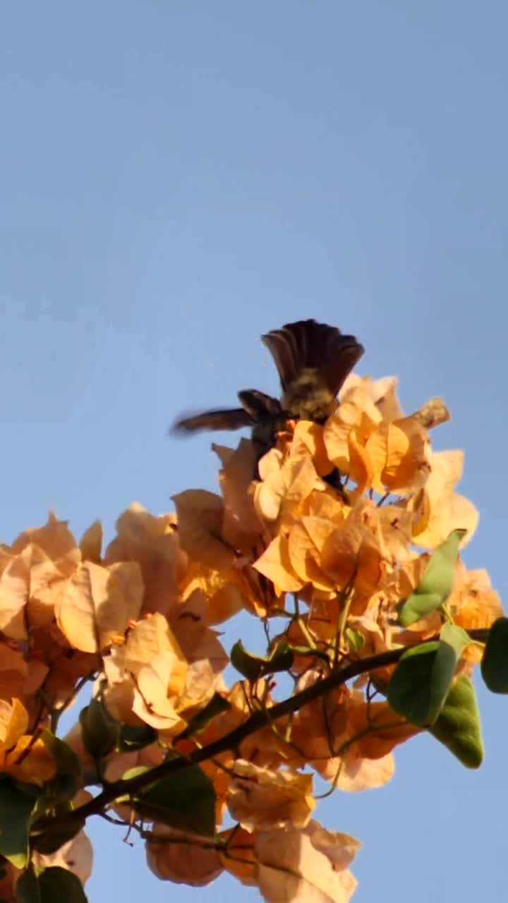 垂直视频太阳鸟栖息在橙色的三角梅寻找花蜜视频下载