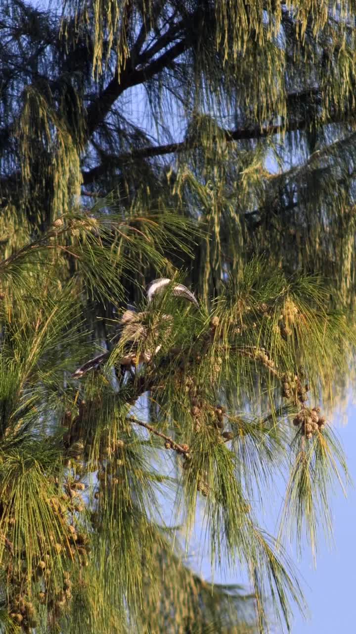 非洲灰犀鸟栖息在松树上四处张望的垂直视频视频下载