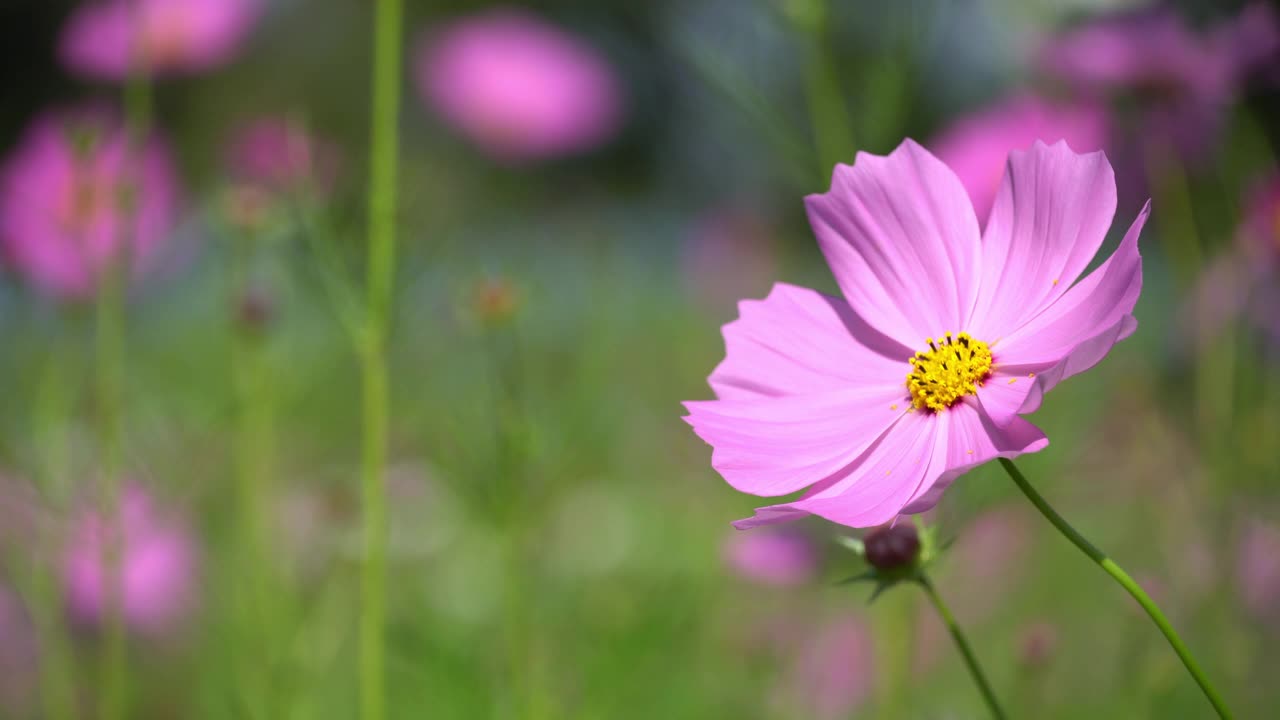 美丽的粉红色宇宙花田。视频下载