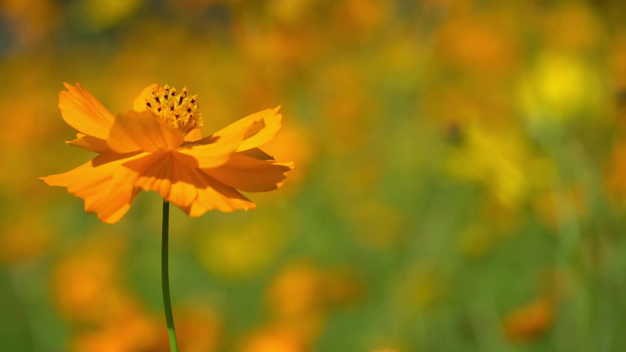 美丽的黄色宇宙花田。视频下载