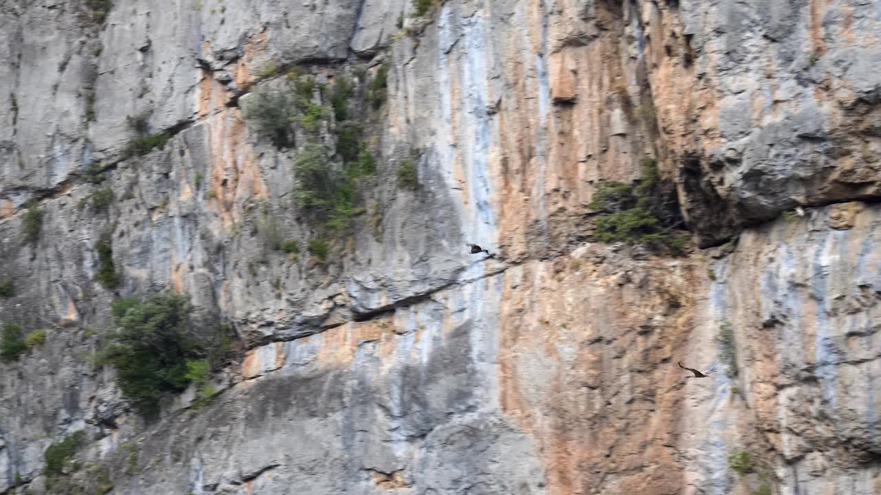 欧亚狮鹫飞过岩石。视频下载