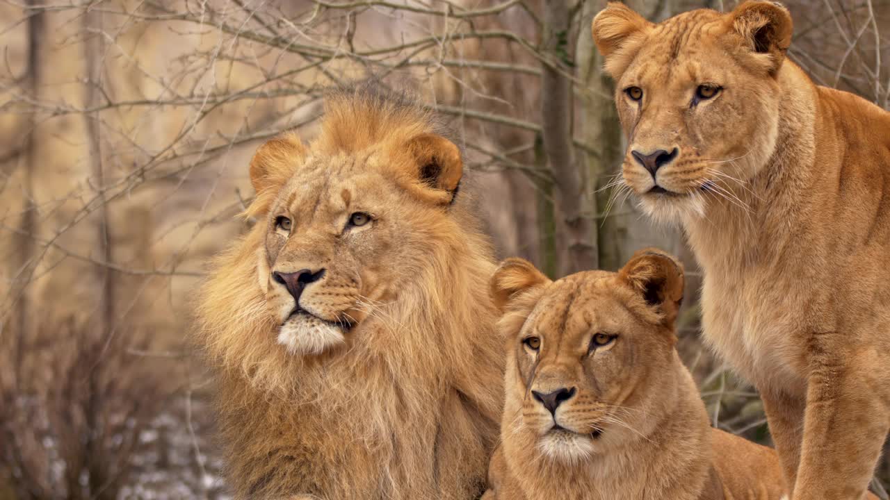 特写镜头显示，西南非洲狮一家在一个孤立的背景下休息视频下载