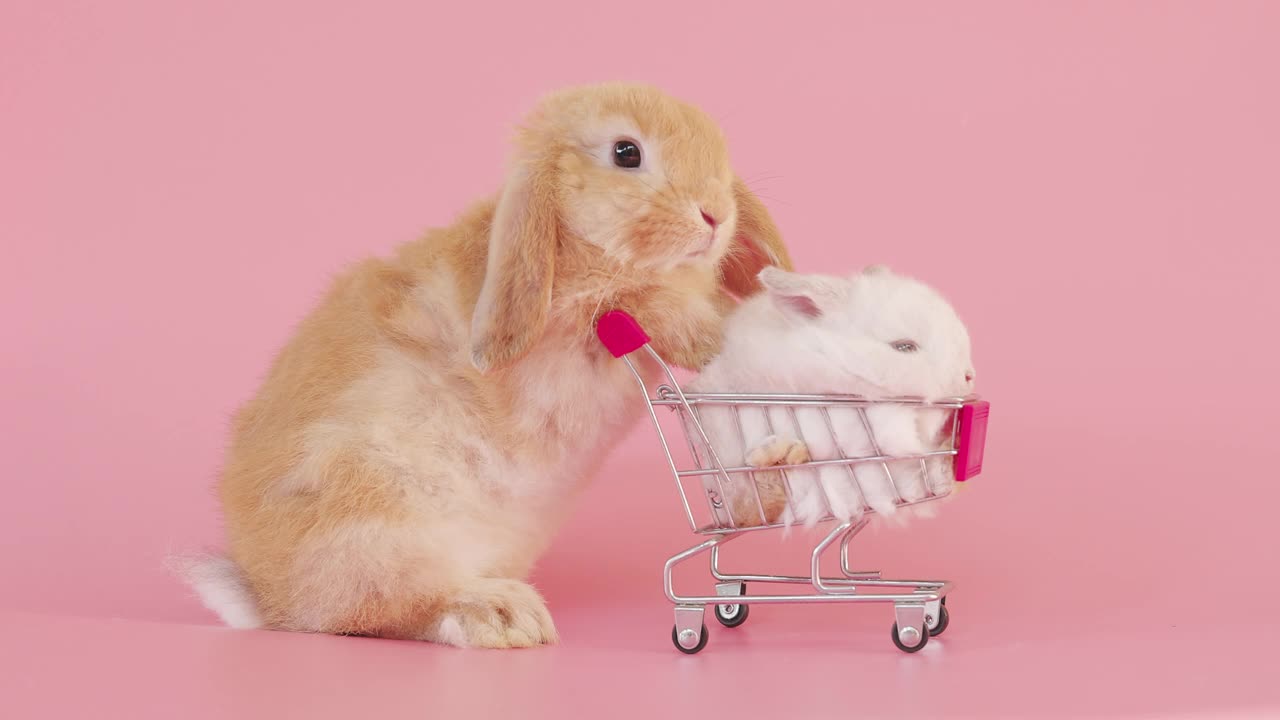 兔子在粉色背景的购物车里视频下载