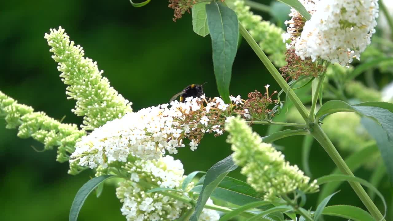 一只大黄蜂在花园里吃白色的夏日紫丁香花的慢镜头视频素材
