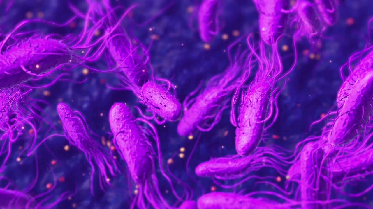 肠杆菌科细菌视频下载