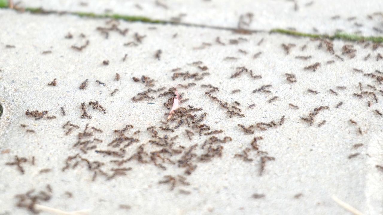 地面上有许多蚂蚁，混凝土人行道上有数百只蚂蚁，蚂蚁侵扰问题简单抽象的概念。没有人，自然宏观，细节，极端特写。城市昆虫，城市蚁丘视频下载