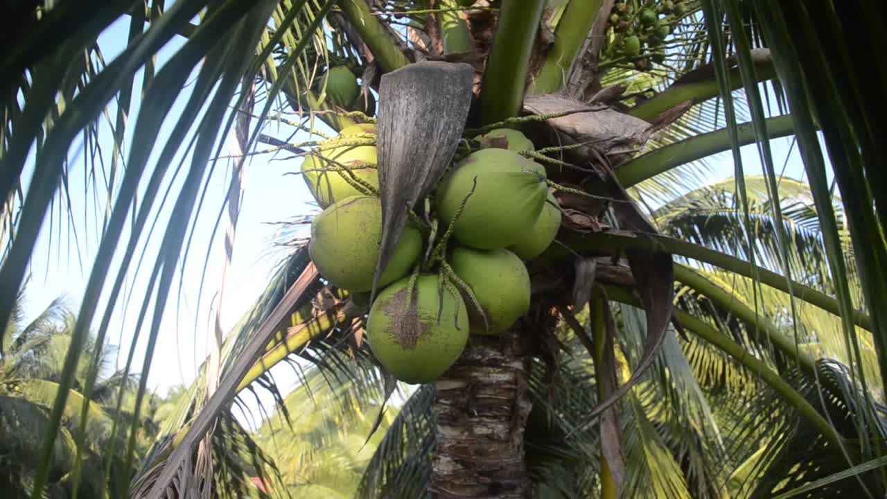 特写，绿色的椰子树在自然树上在天空背景的花园视频下载