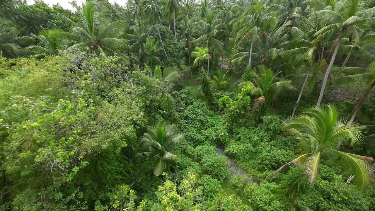 无人机拍摄的棕榈树视频素材