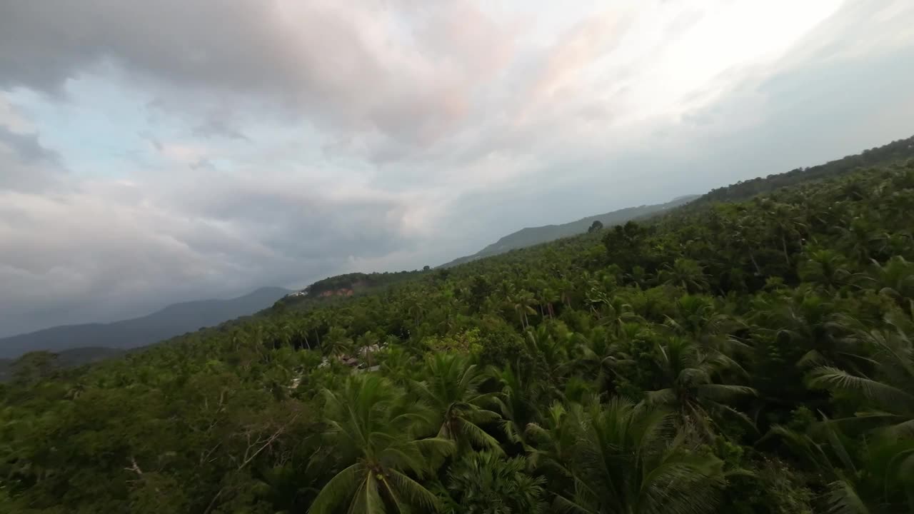热带雨林和鸟类的无人机视图视频素材