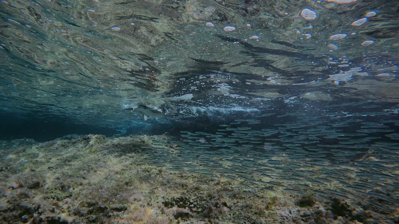 大鸬鹚(Phalacrocorax carbo)追逐一群鱼(诱饵球)在西班牙的马略卡岛的巴利阿里群岛视频下载