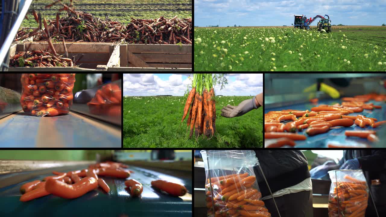 胡萝卜的生产和采后处理-多屏幕视频视频下载