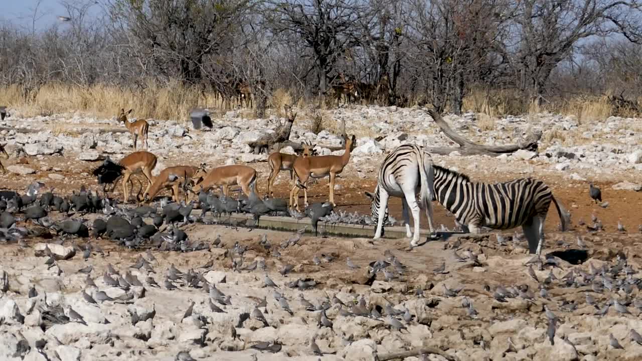 斑马和黑斑羚在纳米比亚埃托沙的一个小池塘里喝水。视频下载