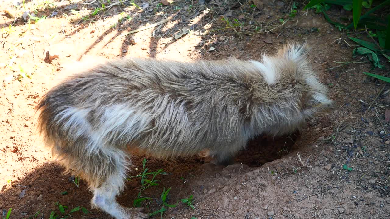 被截肢的尾巴狗在泥土地上挖洞视频素材