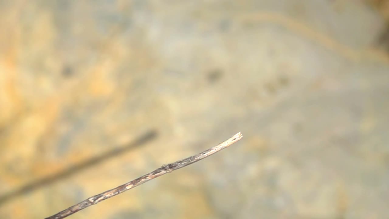 蜻蜓美丽的昆虫视频素材