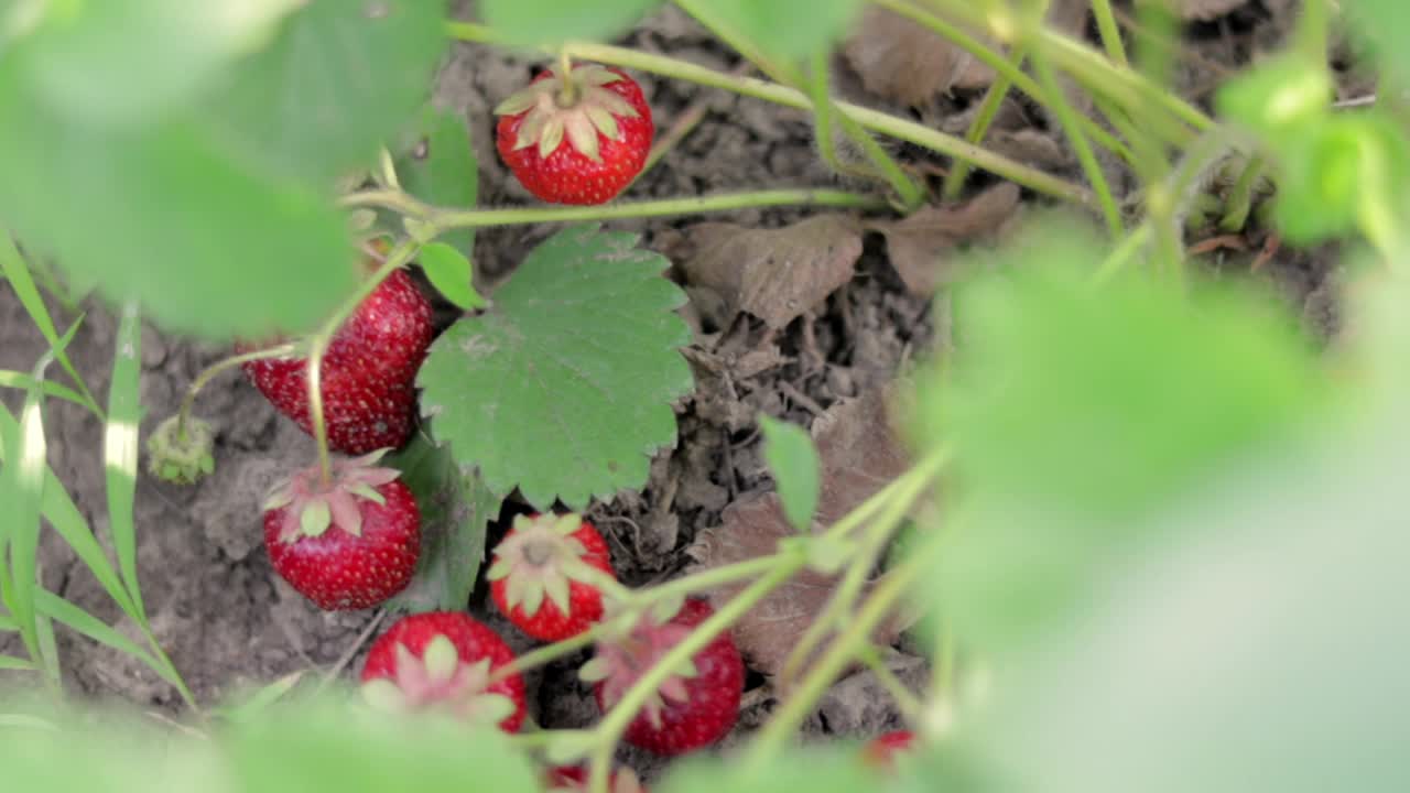 夏天花园里长有成熟的红草莓的灌木丛。农场里浆果的自然种植。成熟的有机草莓灌木在花园特写。天然草莓的栽培。视频素材