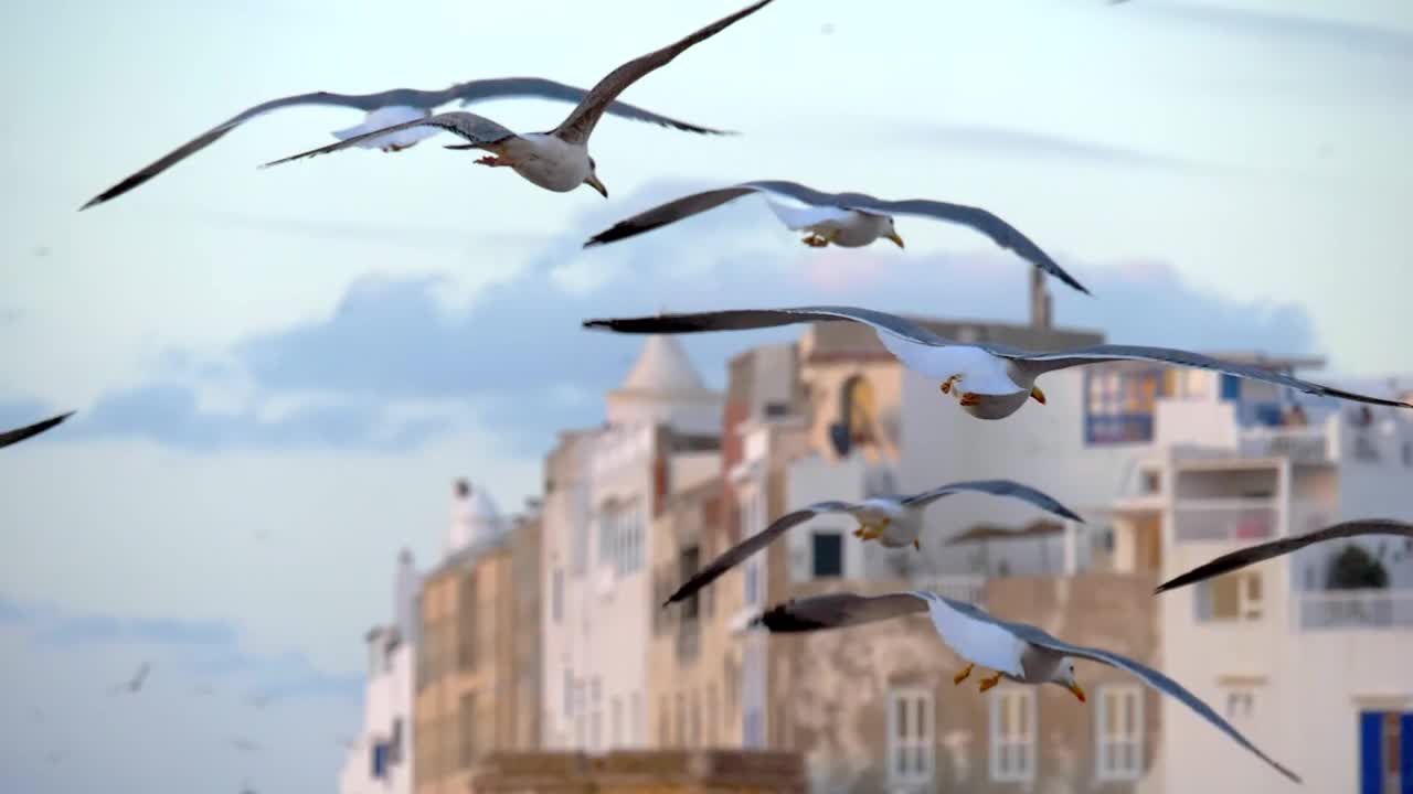 摩洛哥，Essaouira鱼市场附近海鸥飞翔的慢动作镜头。摩洛哥Essaouira老城海滨的房屋视频素材