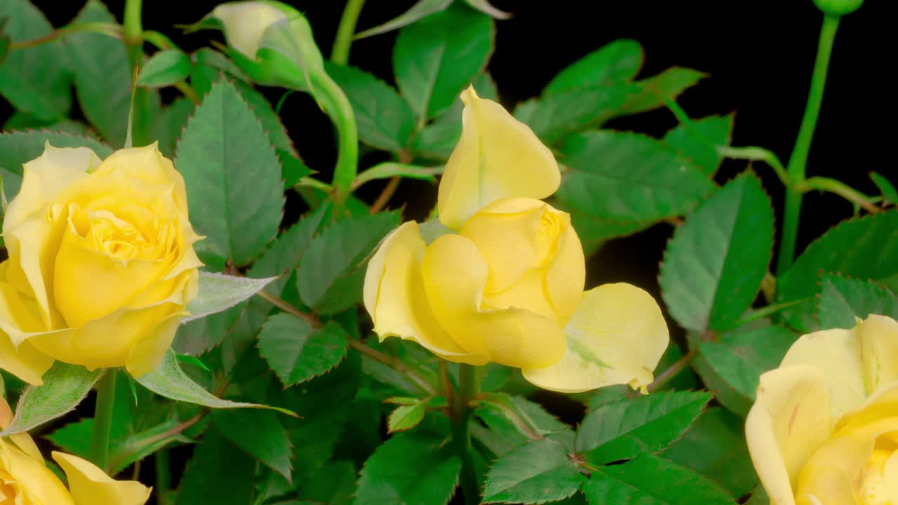 开放的黄玫瑰的时间流逝视频素材