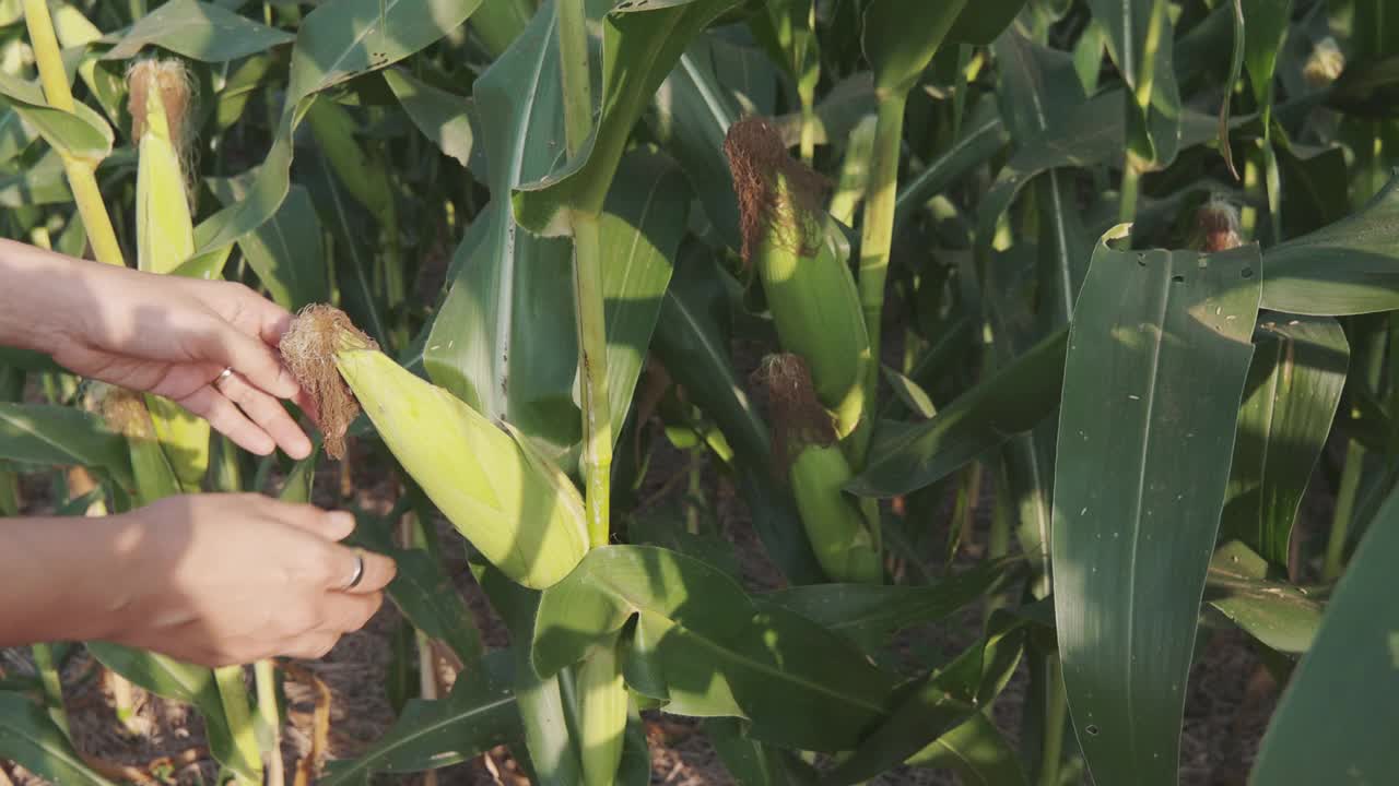 在夏日的阳光下，女农民的手在田里摸着玉米，展示了有机农业的概念，即在农村地区种植蔬菜和工业植物以供应粮食。视频素材