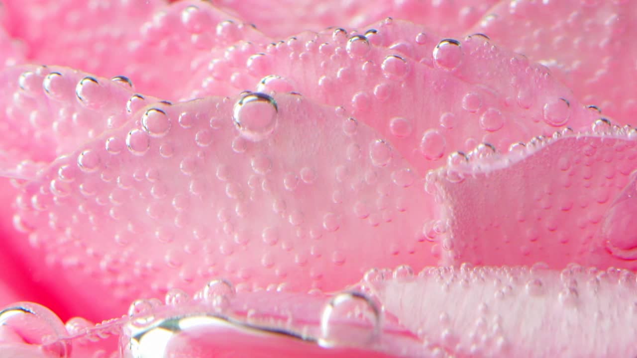 带有气泡的精致玫瑰花瓣特写。资料片。水下美丽的粉红色玫瑰花瓣。玫瑰花瓣泡在有气泡的清水里。视频素材