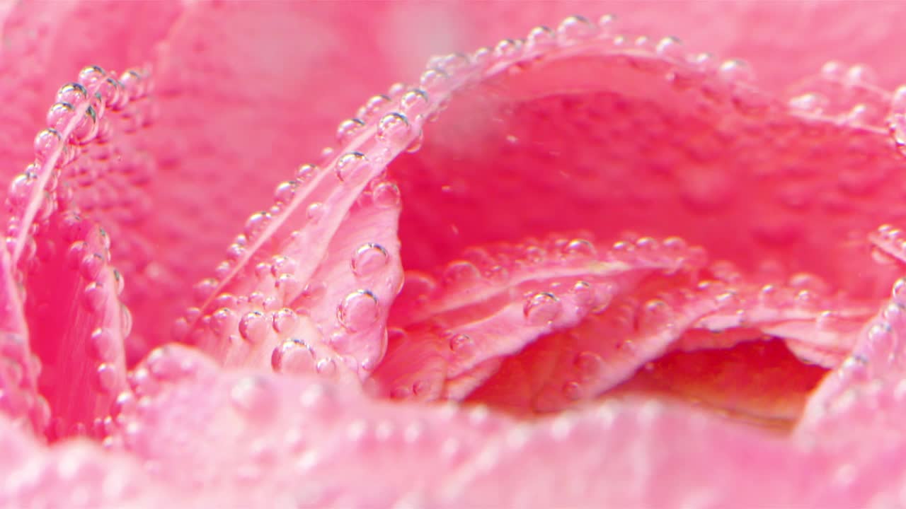 带有气泡的精致玫瑰花瓣特写。资料片。粉红色的玫瑰花瓣泡在水里。水面上有许多气泡视频素材