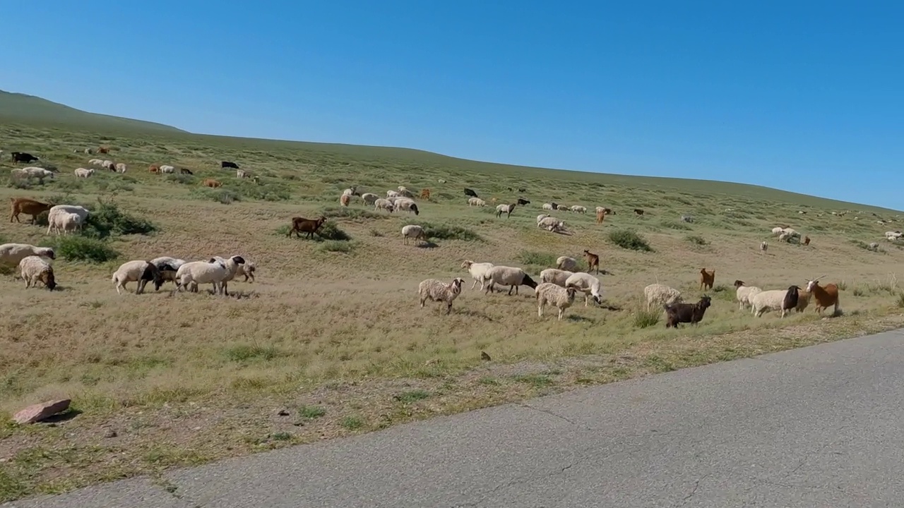 一群羊在公路边吃草。在一个阳光明媚的日子里，蒙古大草原上的动物群。视频下载