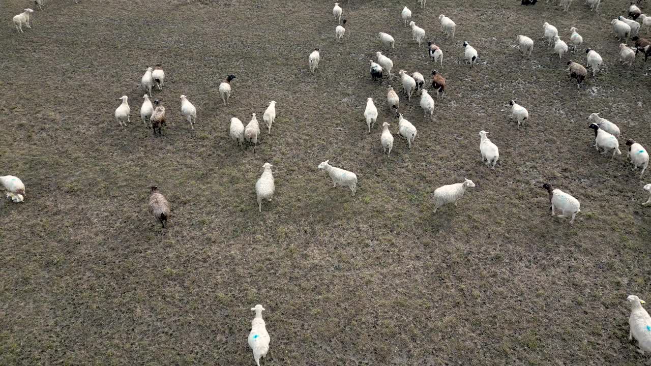 羊群在草地上吃草视频下载