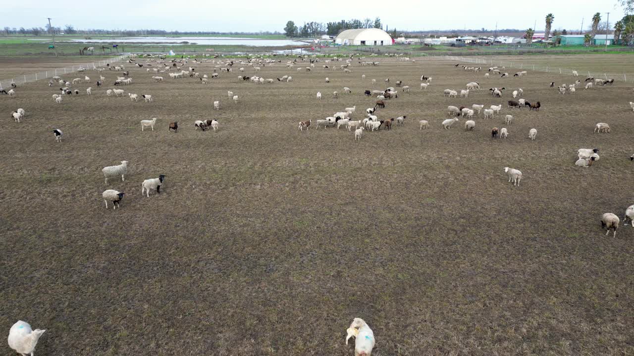 羊群在草地上吃草视频下载