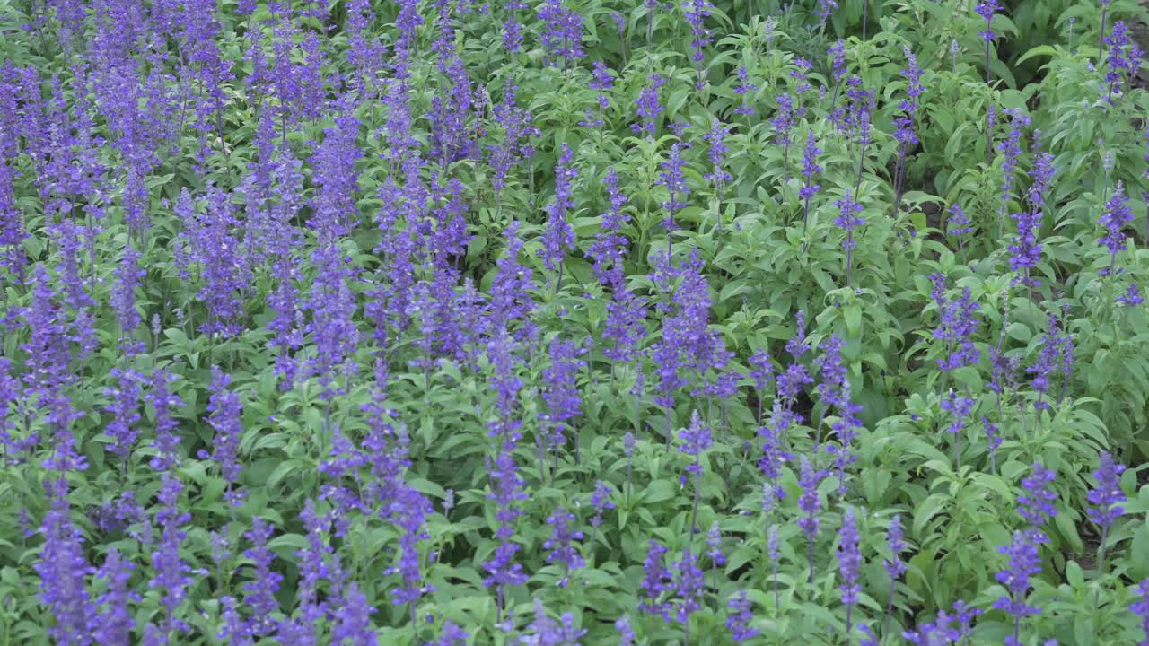 盛开的蓝色紫色鼠尾草粉acea鼠尾草花田花园园艺视频下载