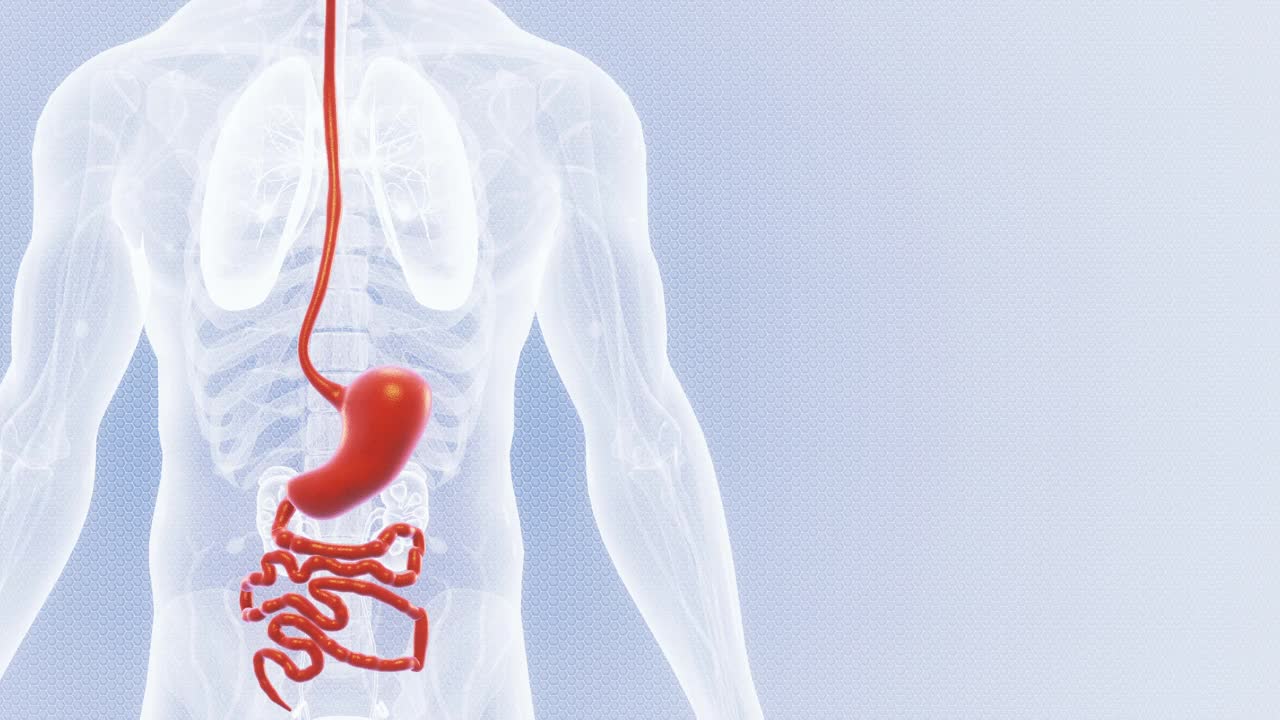 胃人体消化系统视频下载