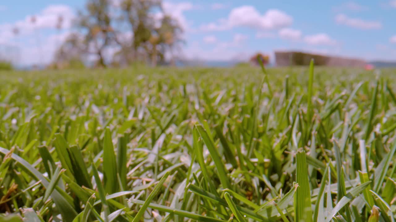 近景，景深:在阳光明媚的一天，后院修剪过的绿色草坪的详细视图视频素材
