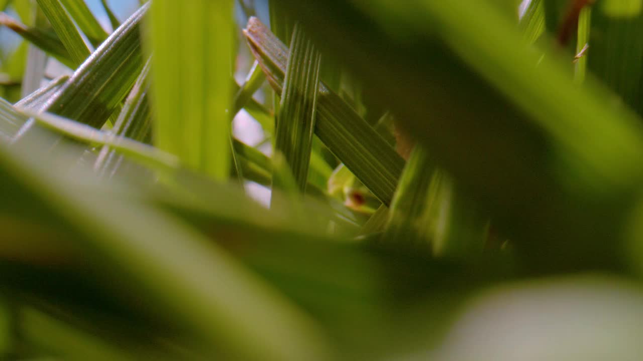 特写，景深:棕色蘑菇生长在绿色的花园草坪上视频素材