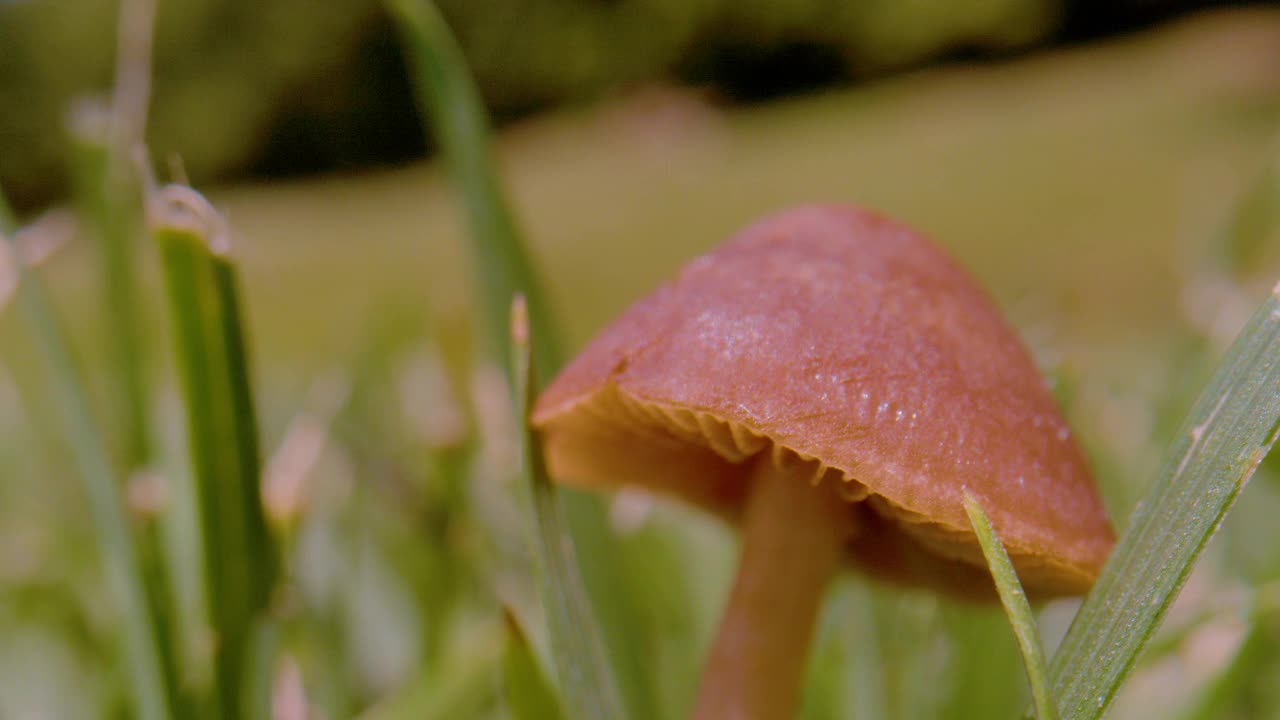 特写，景深:后院的小棕色蘑菇生长在绿色的花园草坪上视频素材