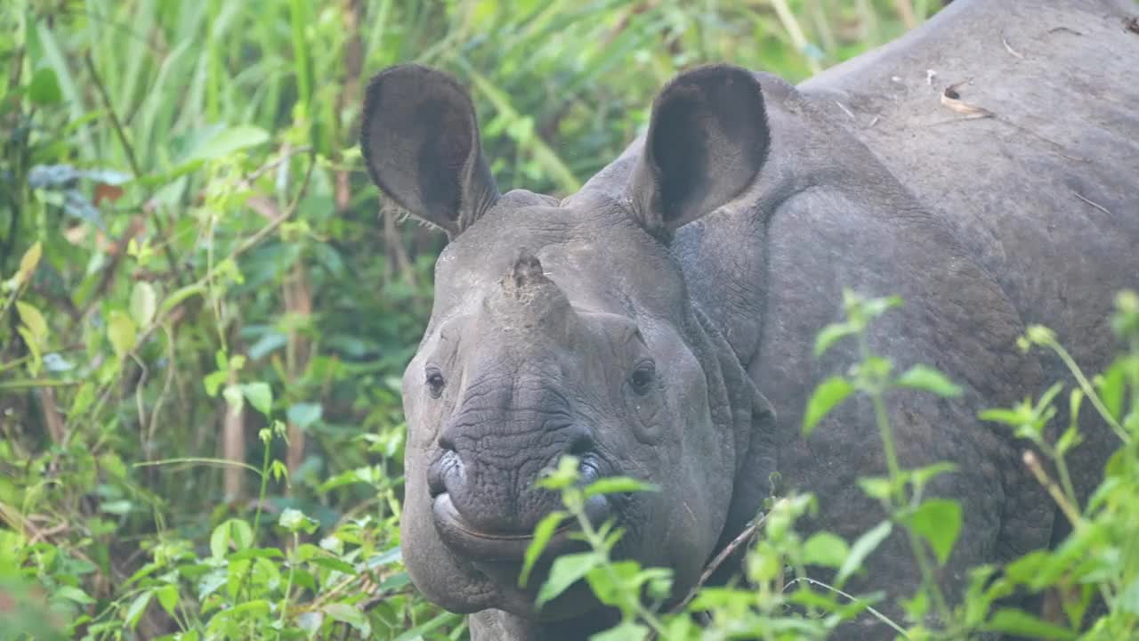 大印度独角犀牛视频下载
