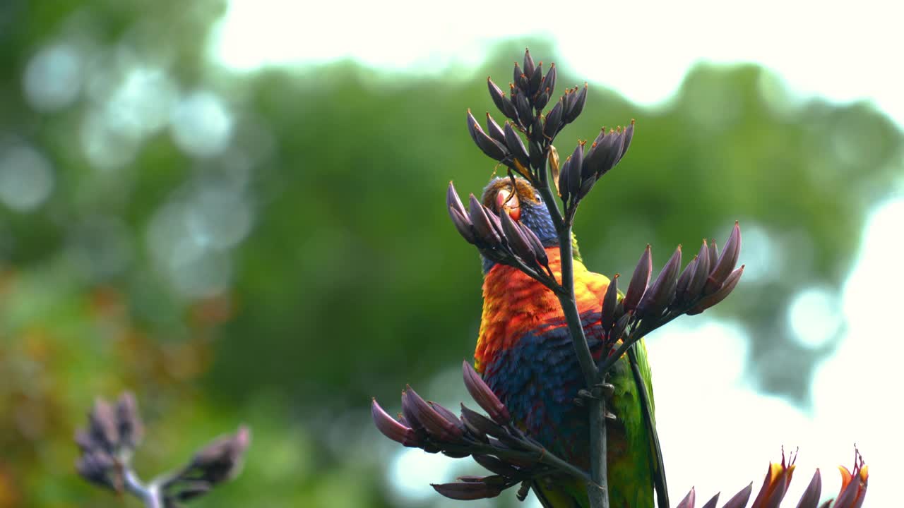 澳大利亚维多利亚州墨尔本的野生彩虹鹦鹉。充满活力和色彩的鹦鹉鸟在其栖息地，雨林，沿海灌木丛和林地地区。4K超高清特写一个美丽的动物在大自然的喙，翅膀，羽毛在明亮的颜色。视频下载