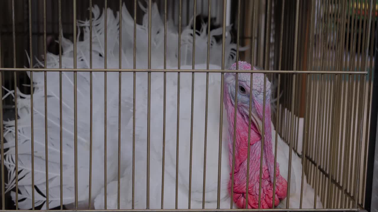 在动物展览、市场上，火鸡在笼子里四处张望视频下载