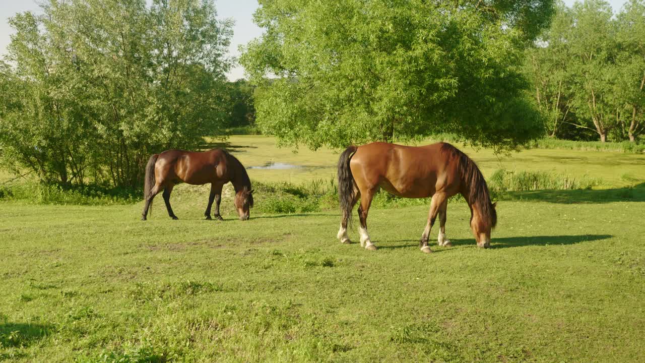漂亮的马在草地上吃草。阳光明媚的中午在马俱乐部视频素材
