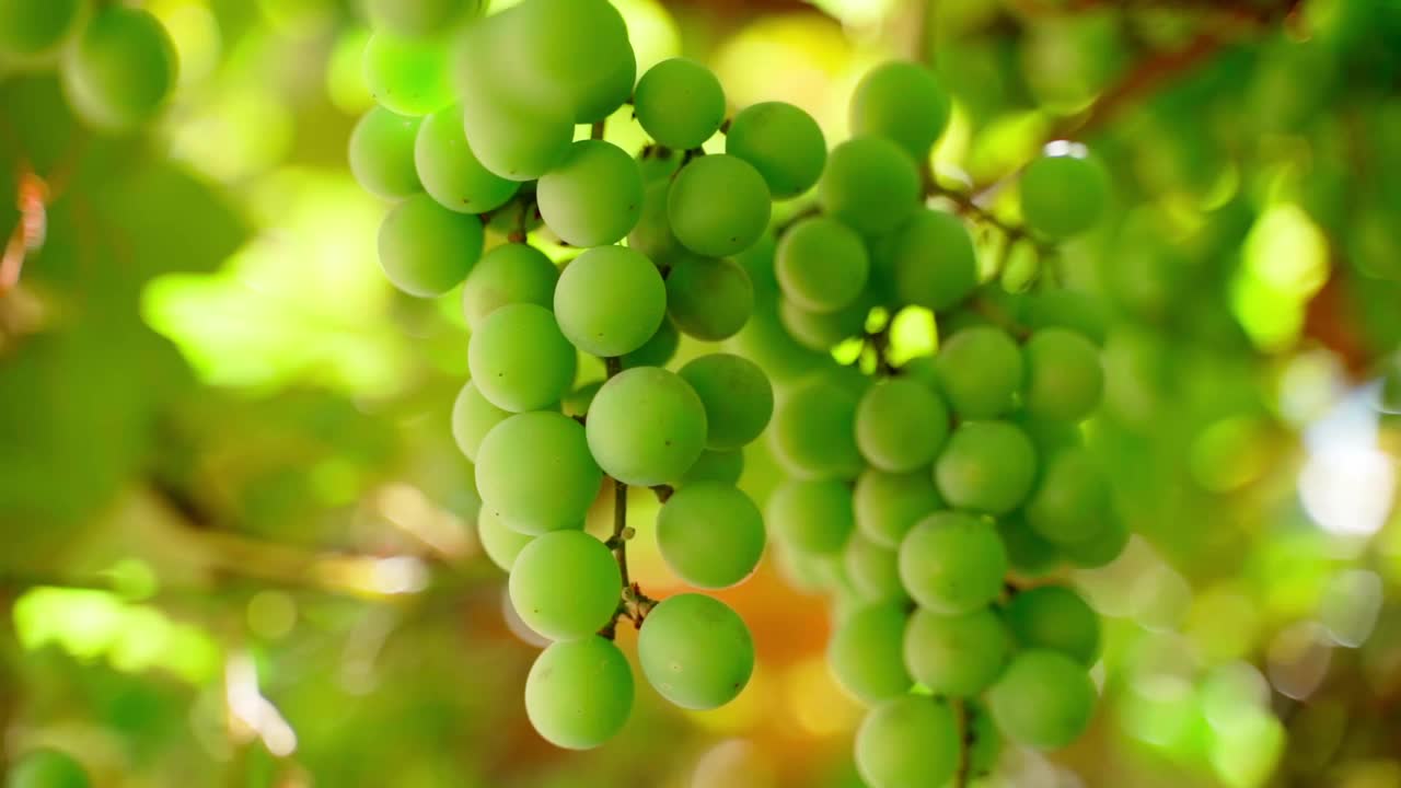 葡萄园里绿色生长的葡萄特写。在一个阳光明媚的夏日，一串未成熟的葡萄周围的平滑视差视频素材