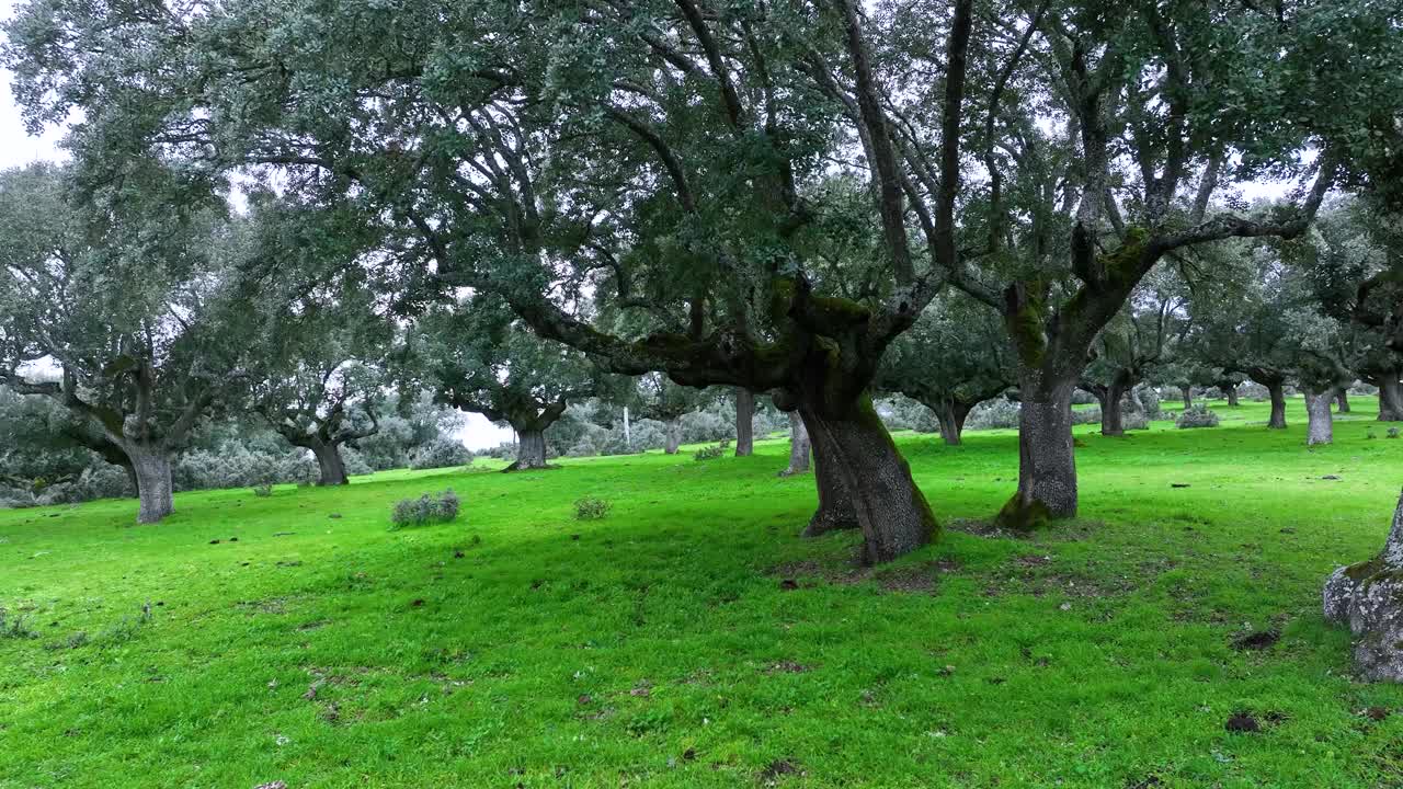 在Porqueriza镇周围的Dehesa上固定着一棵老霍尔姆橡树。无人机鸟瞰图。猪圈。Charro字段。萨拉曼卡。卡斯蒂利亚和里昂。西班牙。欧洲视频素材