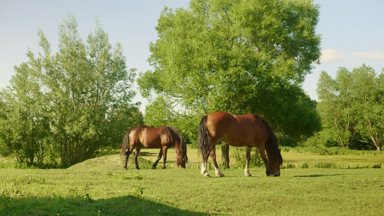漂亮的马在草地上吃草。阳光明媚的中午在马俱乐部视频素材