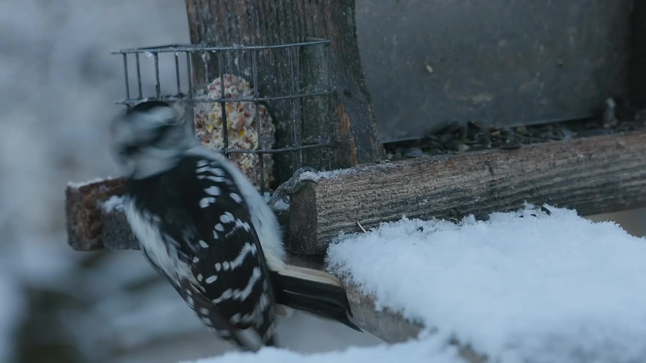毛啄木鸟在喂食器视频素材
