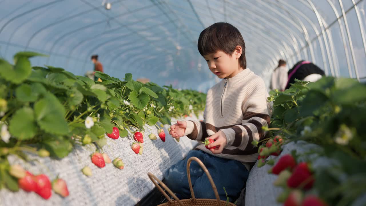 亚洲男孩在农场摘草莓视频下载