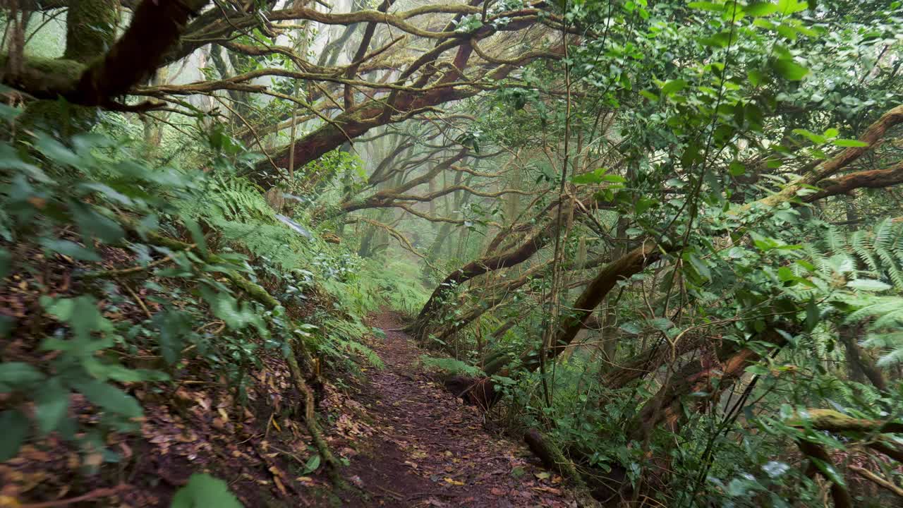 在西班牙特内里费岛的阿纳加乡村公园热带雨林中，步行穿过神奇的朦胧绿色森林。高质量的拍摄，4K视频素材