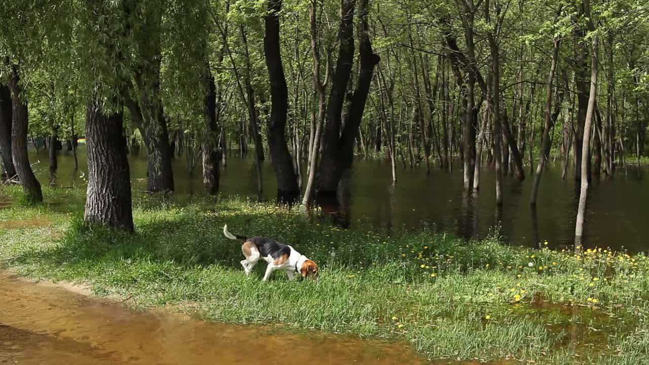 一只小猎犬在被春天洪水淹没的草地附近散步。这种狗在公园里繁殖英俄猎犬。视频素材