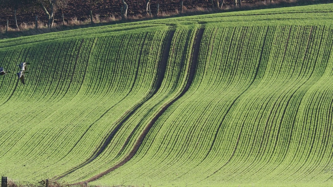英国诺森伯兰郡Lucker附近的一片谷物种植地。视频下载