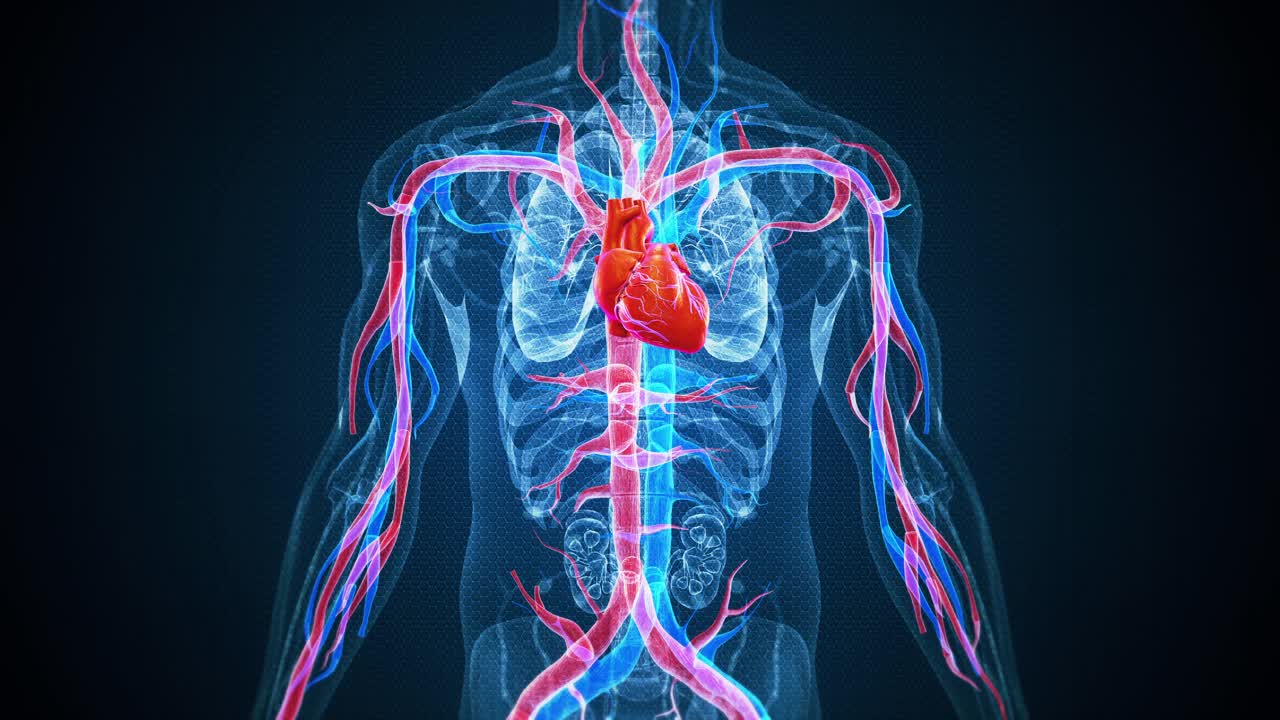 人的心脏有血管视频下载