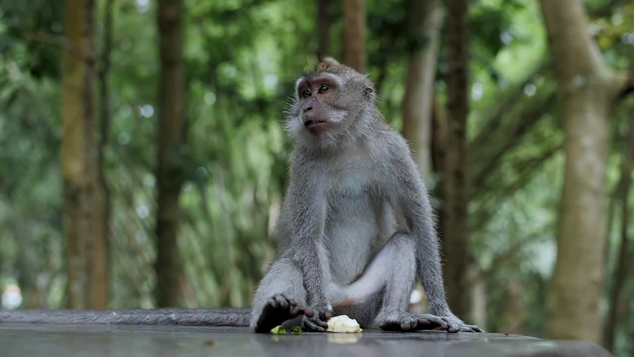 猴子在树林里坐着吃东西视频素材